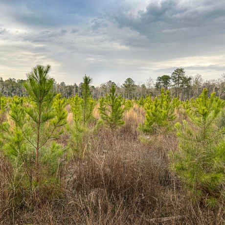 SOLD-Pine Basin