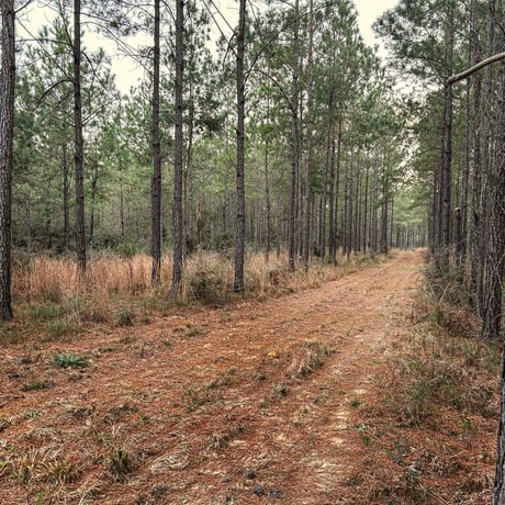 SOLD-Pine Basin