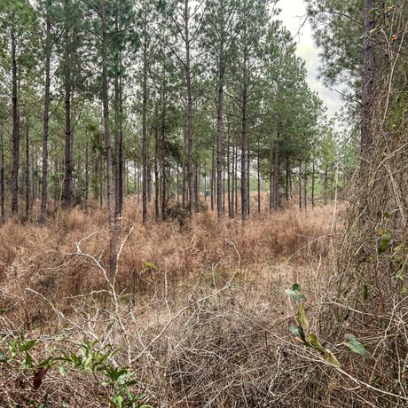 SOLD-Pine Basin