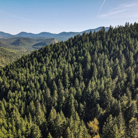 Perpetua Tree Farm