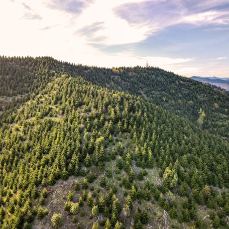 Perpetua Tree Farm