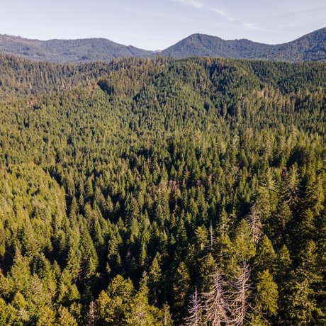 Perpetua Tree Farm