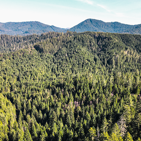 Perpetua Tree Farm