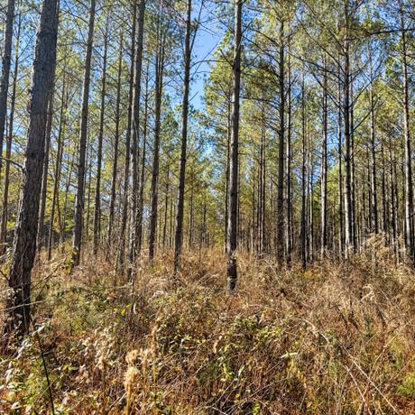 Tallapoosa Timberlands