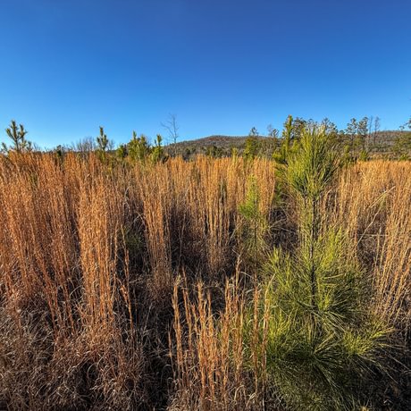 Tallapoosa Timberlands