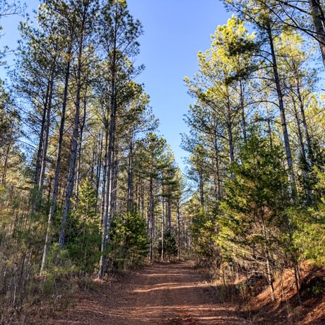 Tallapoosa Timberlands