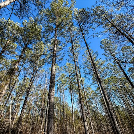 Tallapoosa Timberlands