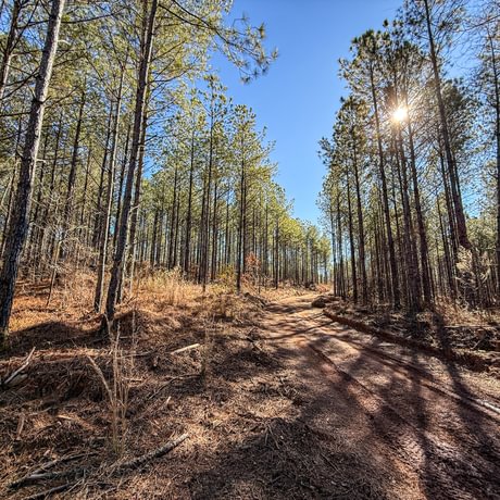 Tallapoosa Timberlands