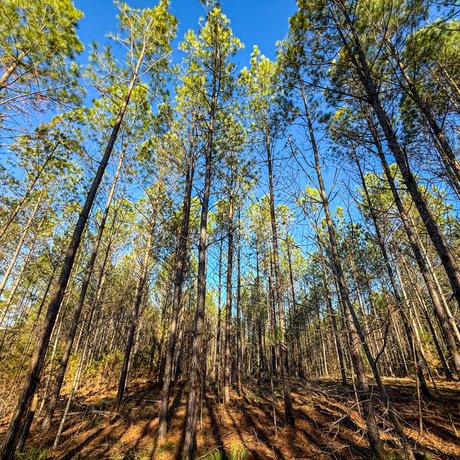 Tallapoosa Timberlands