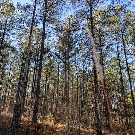 Tallapoosa Timberlands