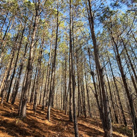 Tallapoosa Timberlands