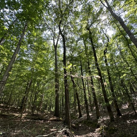 SOLD-Upstate Timberlands