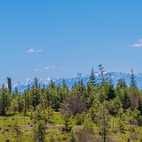 SOLD-Blue Mountain Timberlands