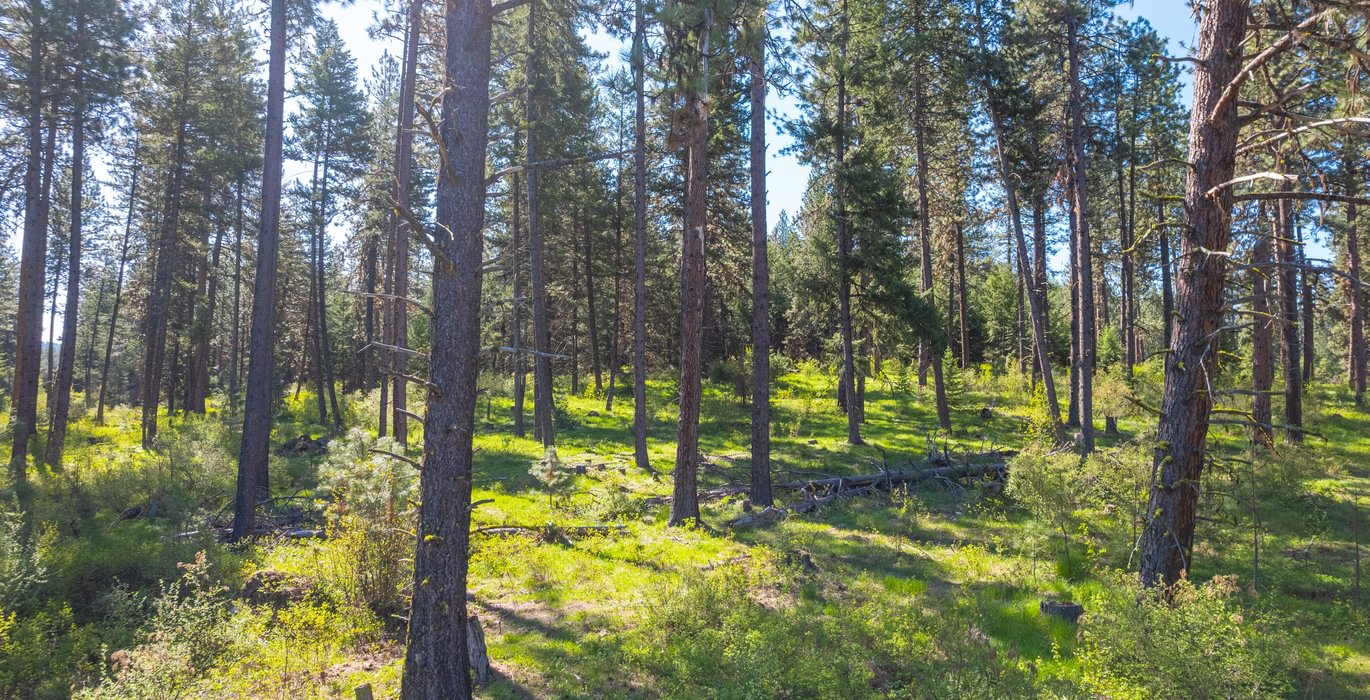 Wallowa North 17