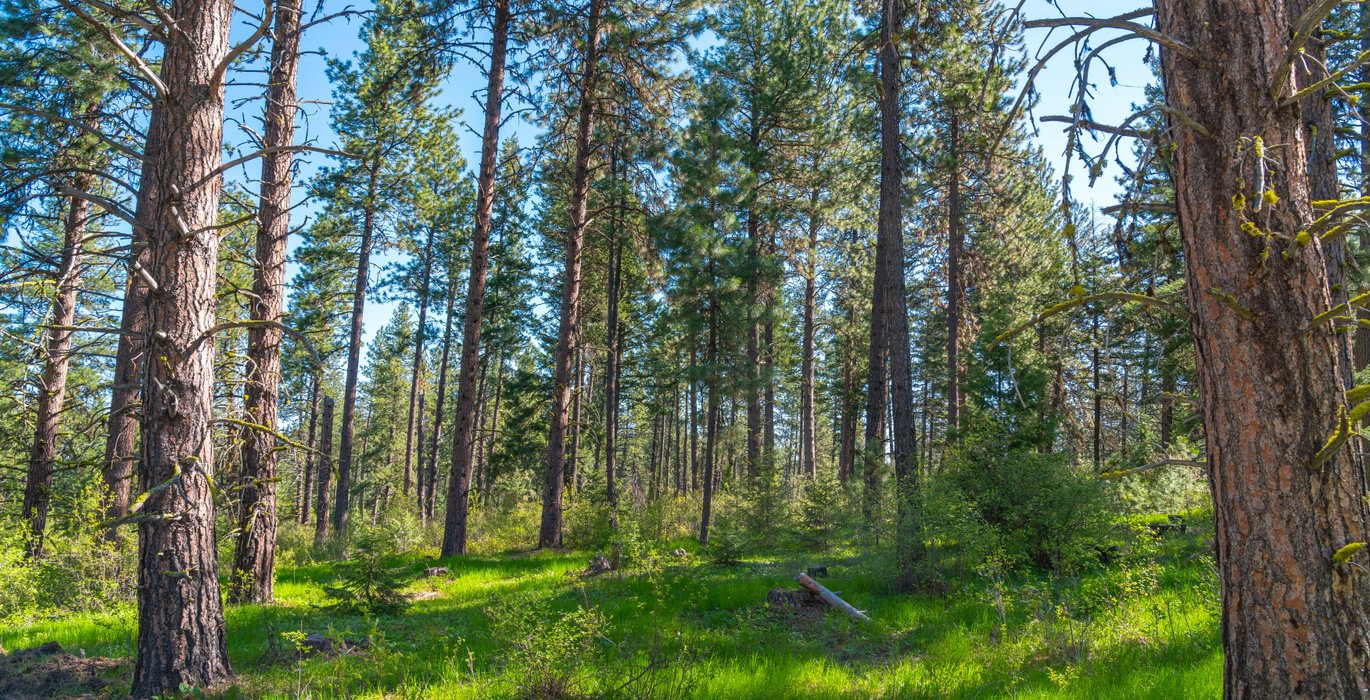 Wallowa North 31