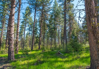 Wallowa North 31
