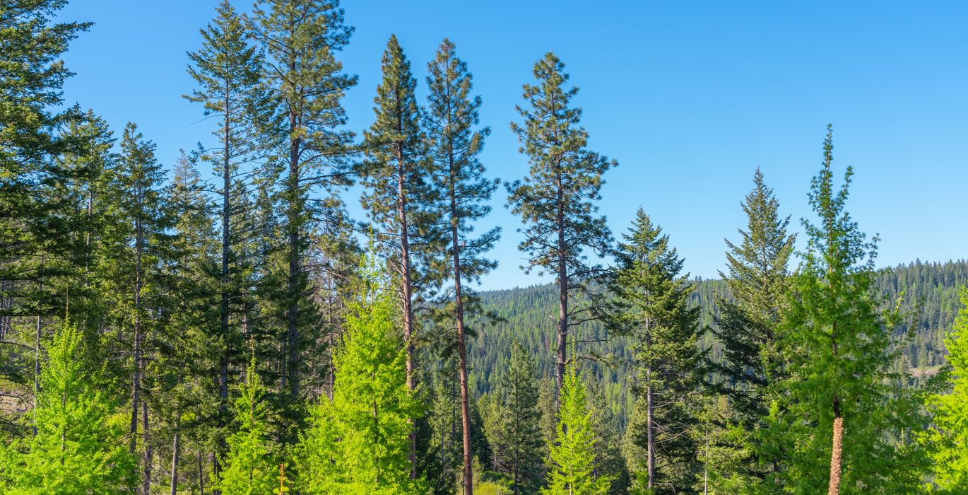 Wallowa North 37