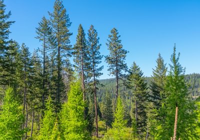Wallowa North 37