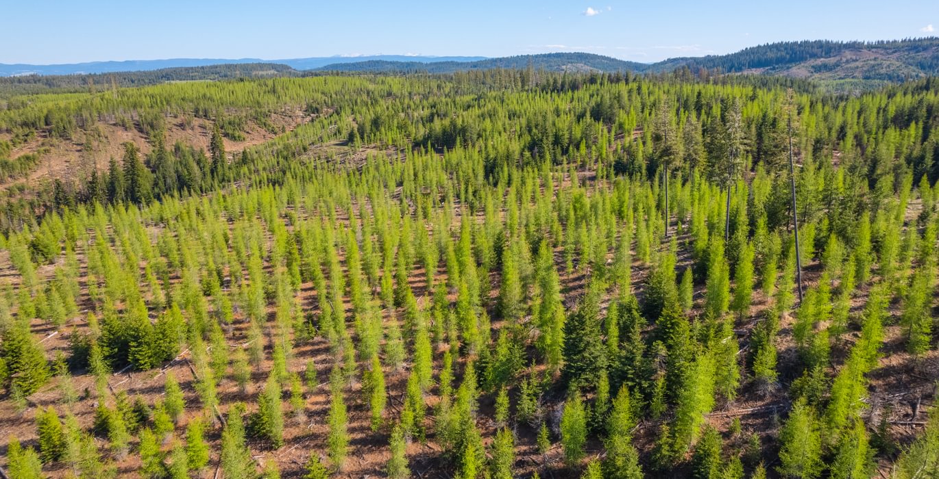 Wallowa West 45