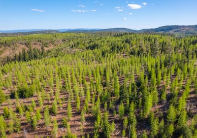Wallowa West 45