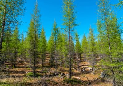 Wallowa West 67