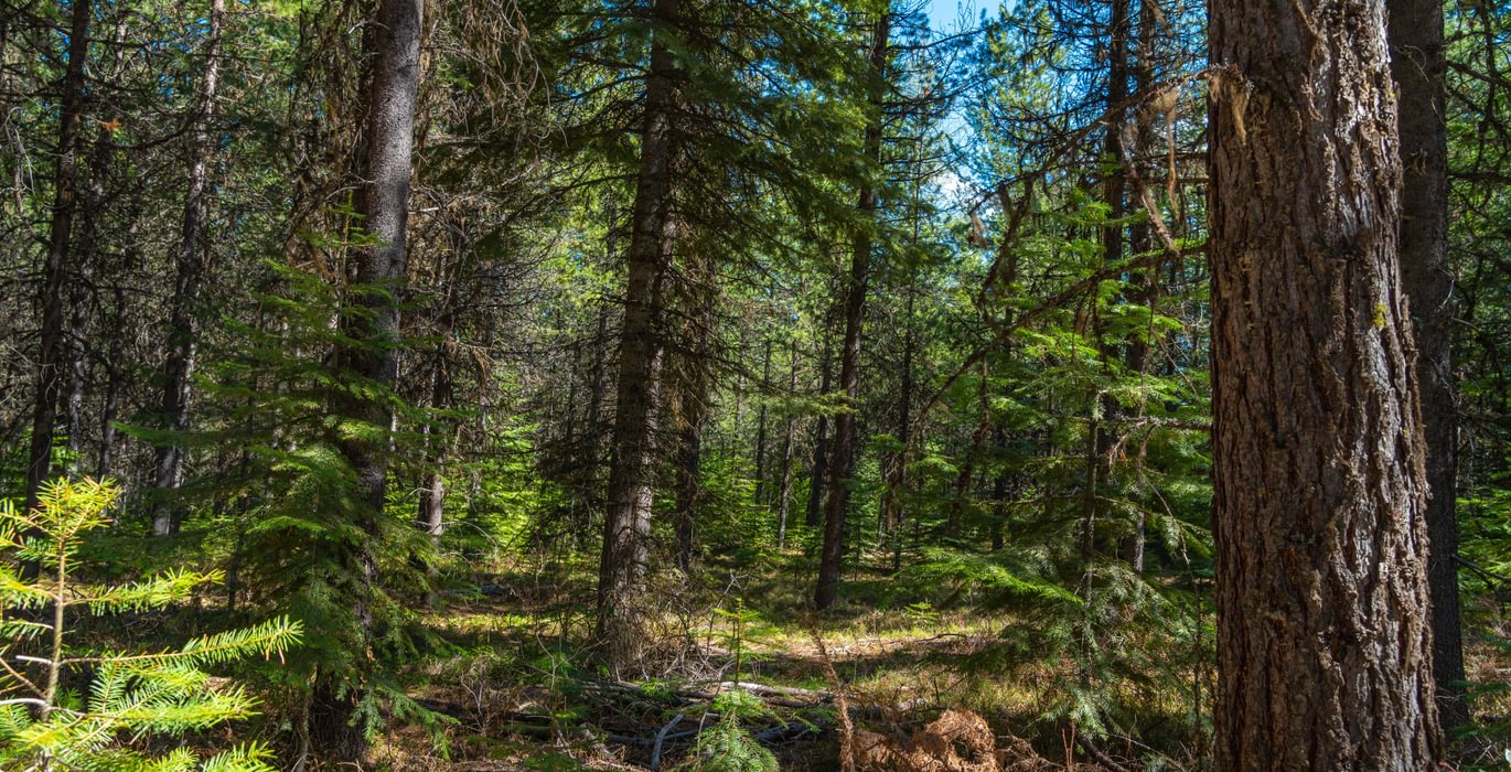 Wallowa West 77