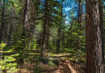 Wallowa West 77