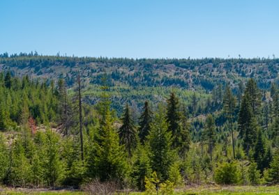 Wallowa West 82
