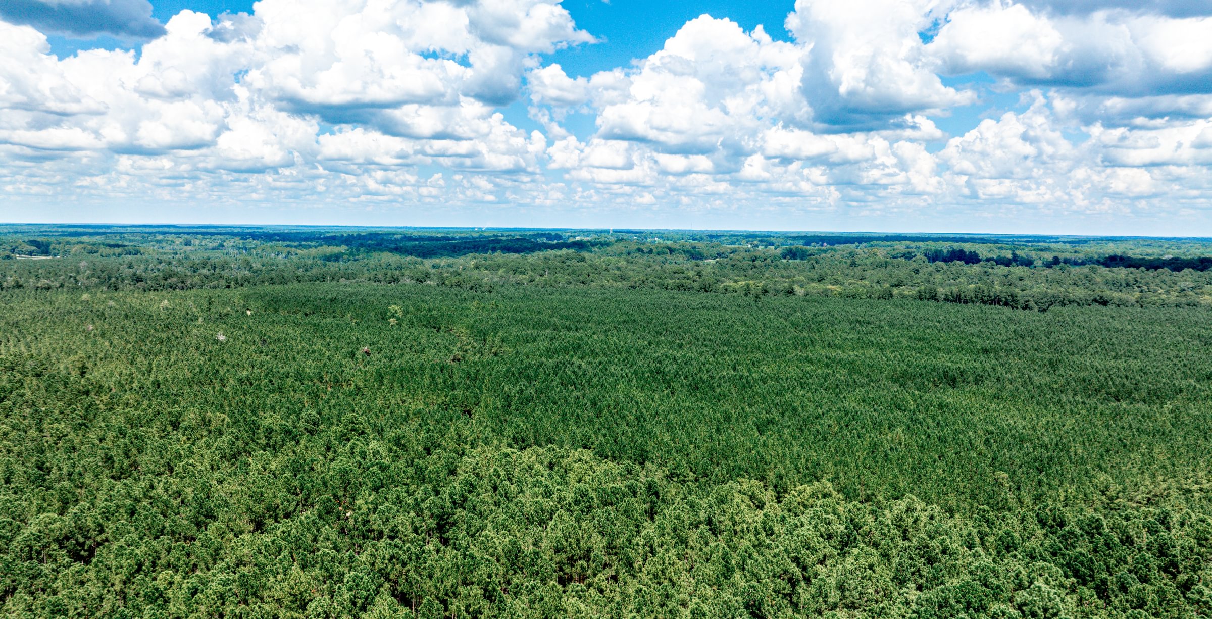 Aerial view of dense, uniform pine plantation stretching across flat terrain to the horizon under a blue sky with white clouds.