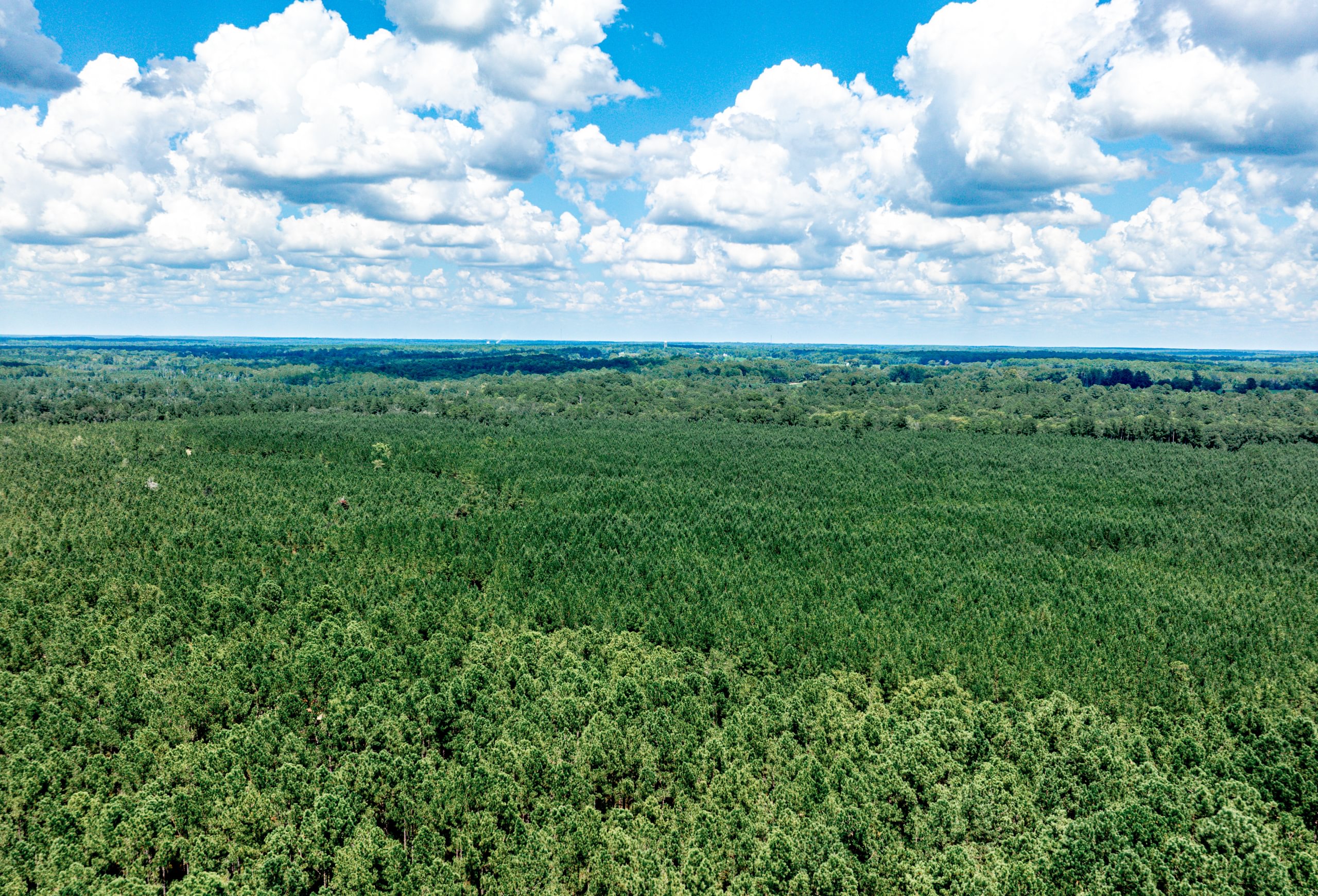 Aerial view of dense, uniform pine plantation stretching across flat terrain to the horizon under a blue sky with white clouds.