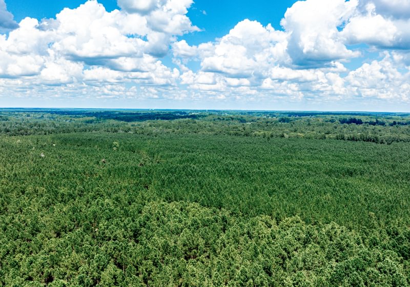 Aerial view of dense, uniform pine plantation stretching across flat terrain to the horizon under a blue sky with white clouds.