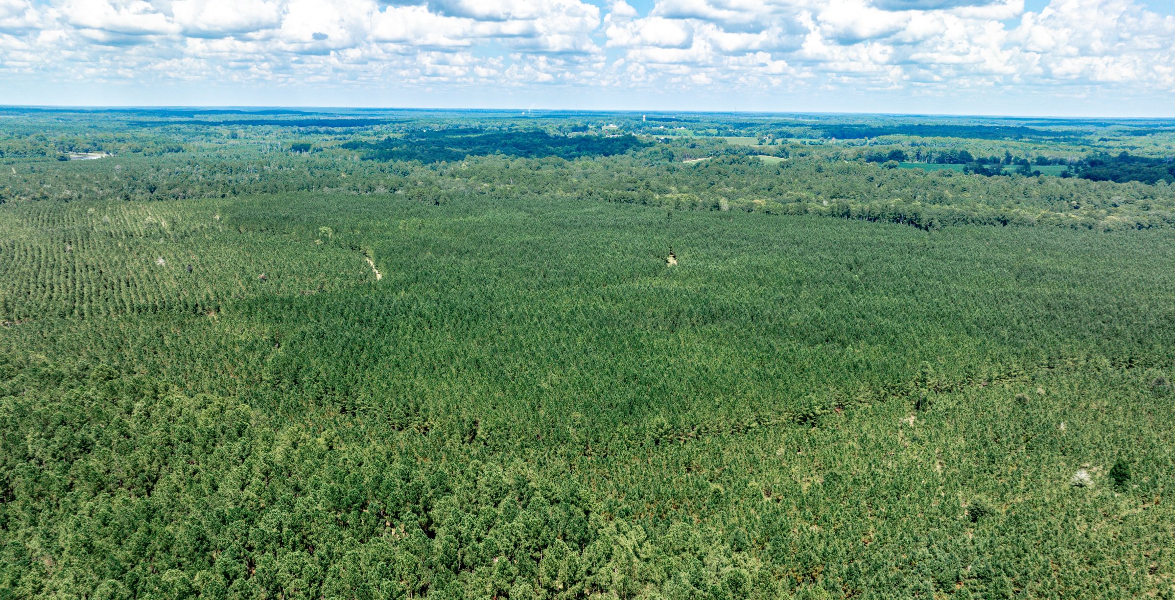 Aerial view of dense planted pine plantation in rows across flat terrain, with hardwood bottoms and fields beyond under a cloudy summer sky