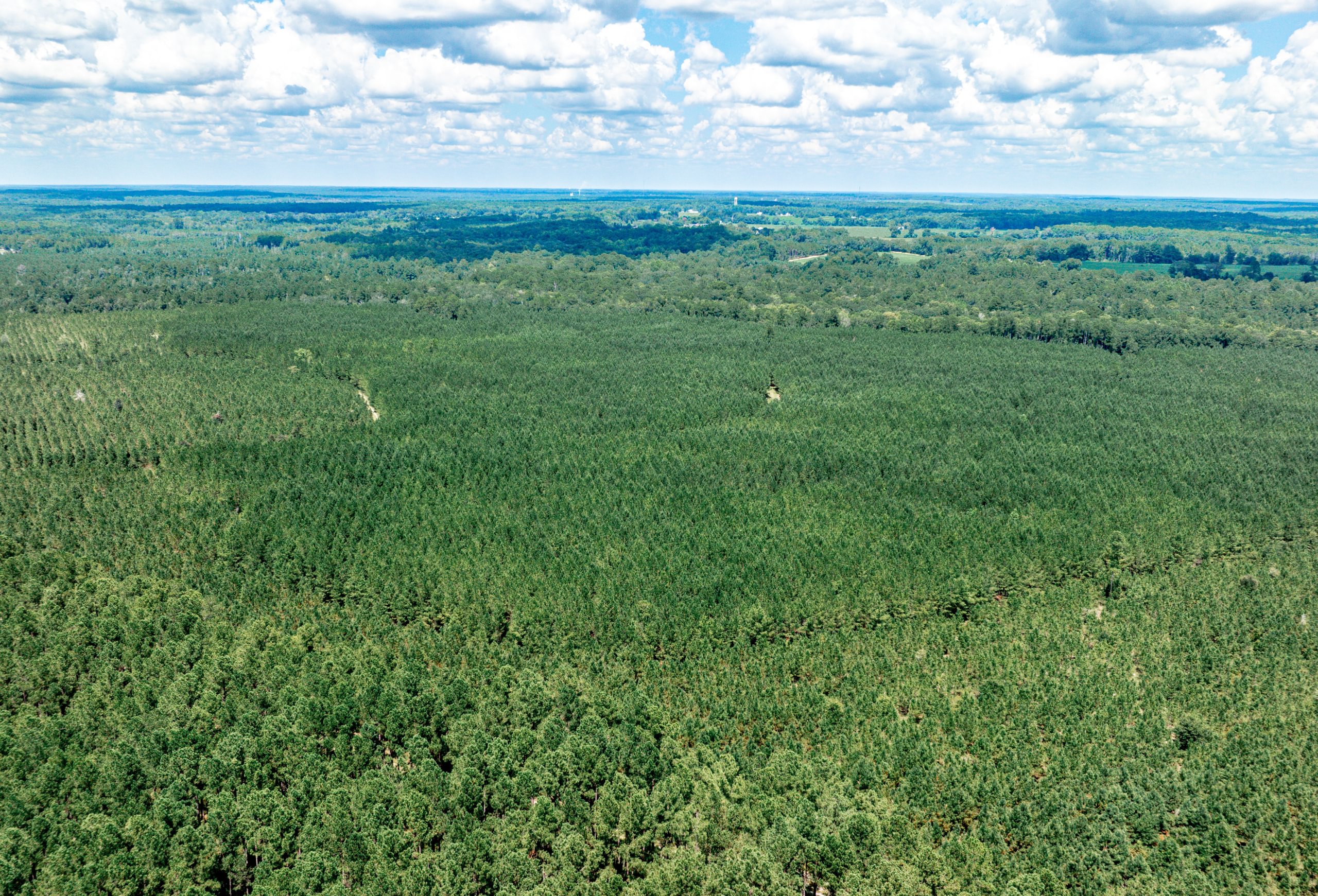 Aerial view of dense planted pine plantation in rows across flat terrain, with hardwood bottoms and fields beyond under a cloudy summer sky