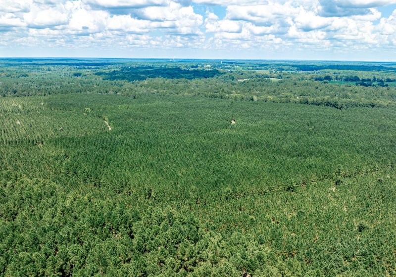 Aerial view of dense planted pine plantation in rows across flat terrain, with hardwood bottoms and fields beyond under a cloudy summer sky