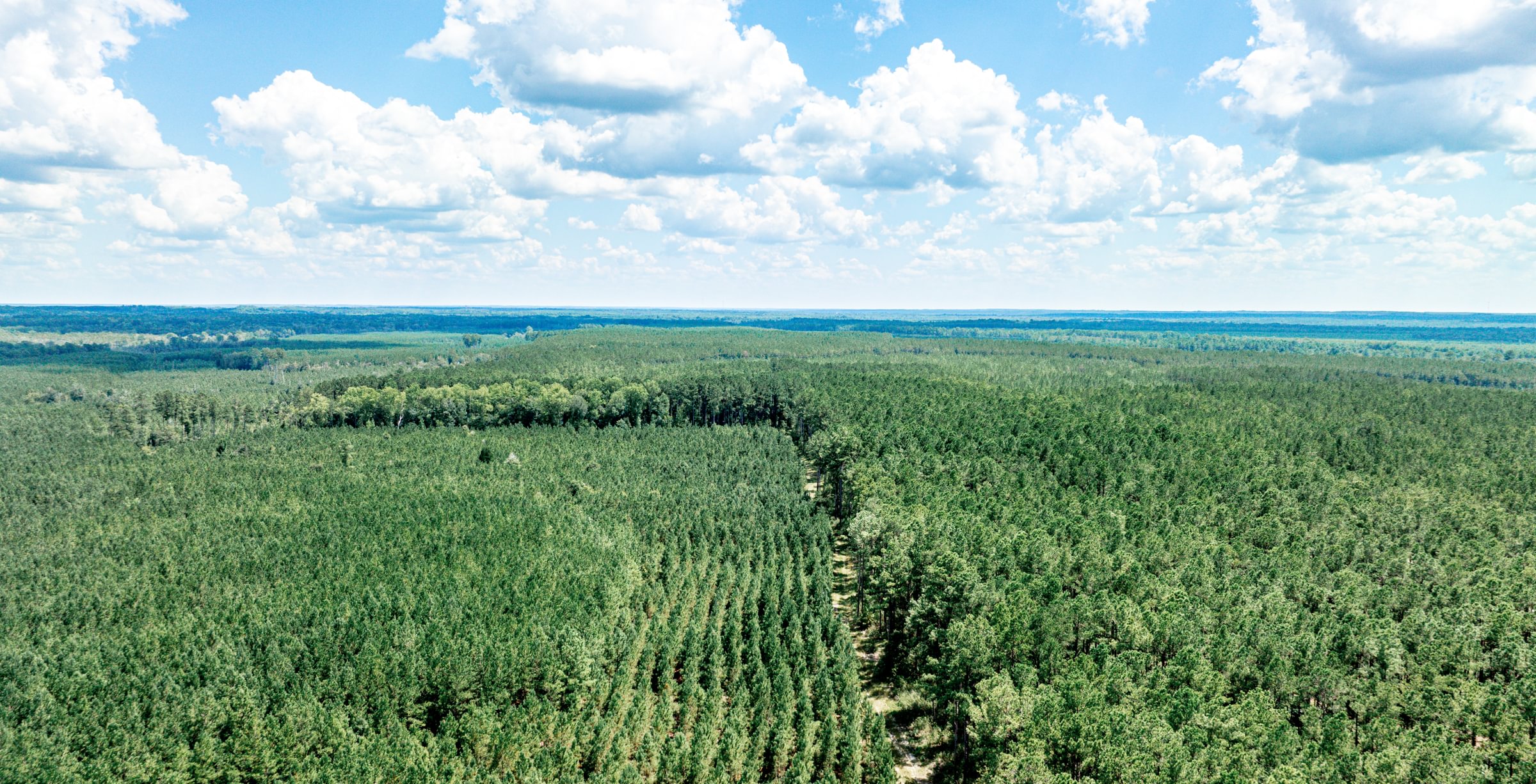 Aerial view of planted pine stands in rows beside older timber, divided by a dirt road, on flat forested land under a cloudy summer sky