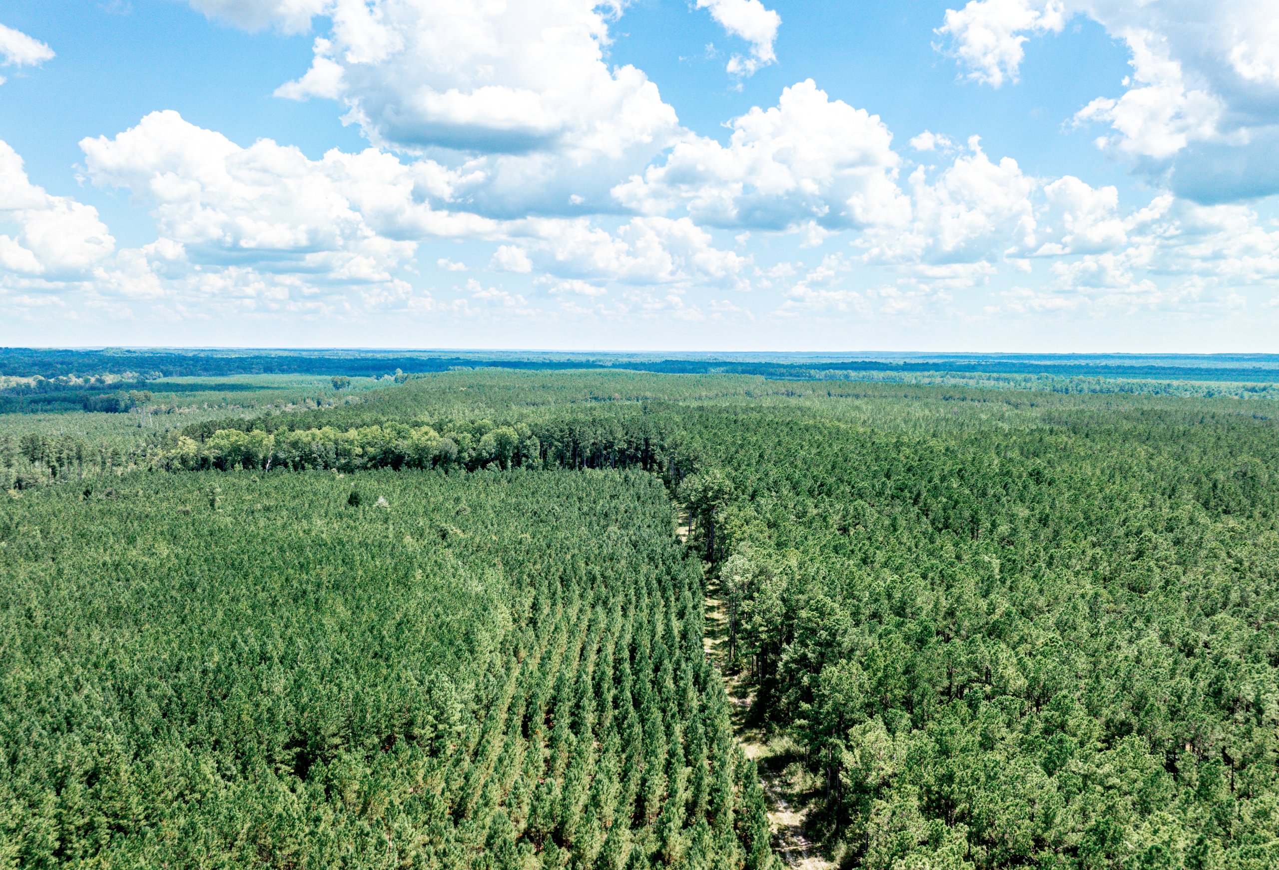 Aerial view of planted pine stands in rows beside older timber, divided by a dirt road, on flat forested land under a cloudy summer sky