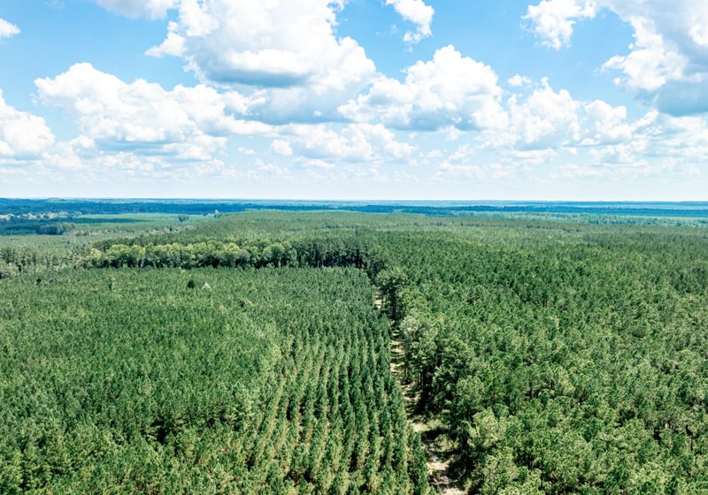 Aerial view of planted pine stands in rows beside older timber, divided by a dirt road, on flat forested land under a cloudy summer sky
