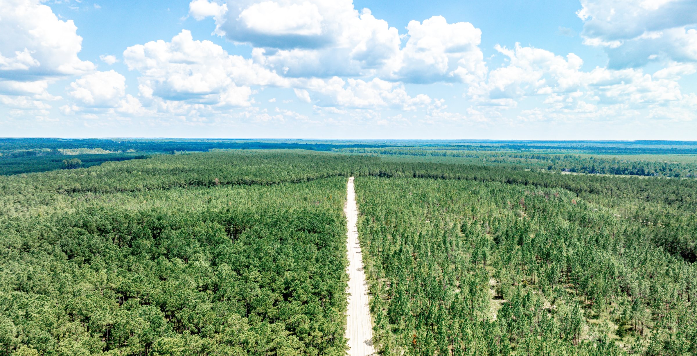 Aerial view of a dense planted pine stand on flat terrain, split by a straight sandy road under a partly cloudy summer sky.
