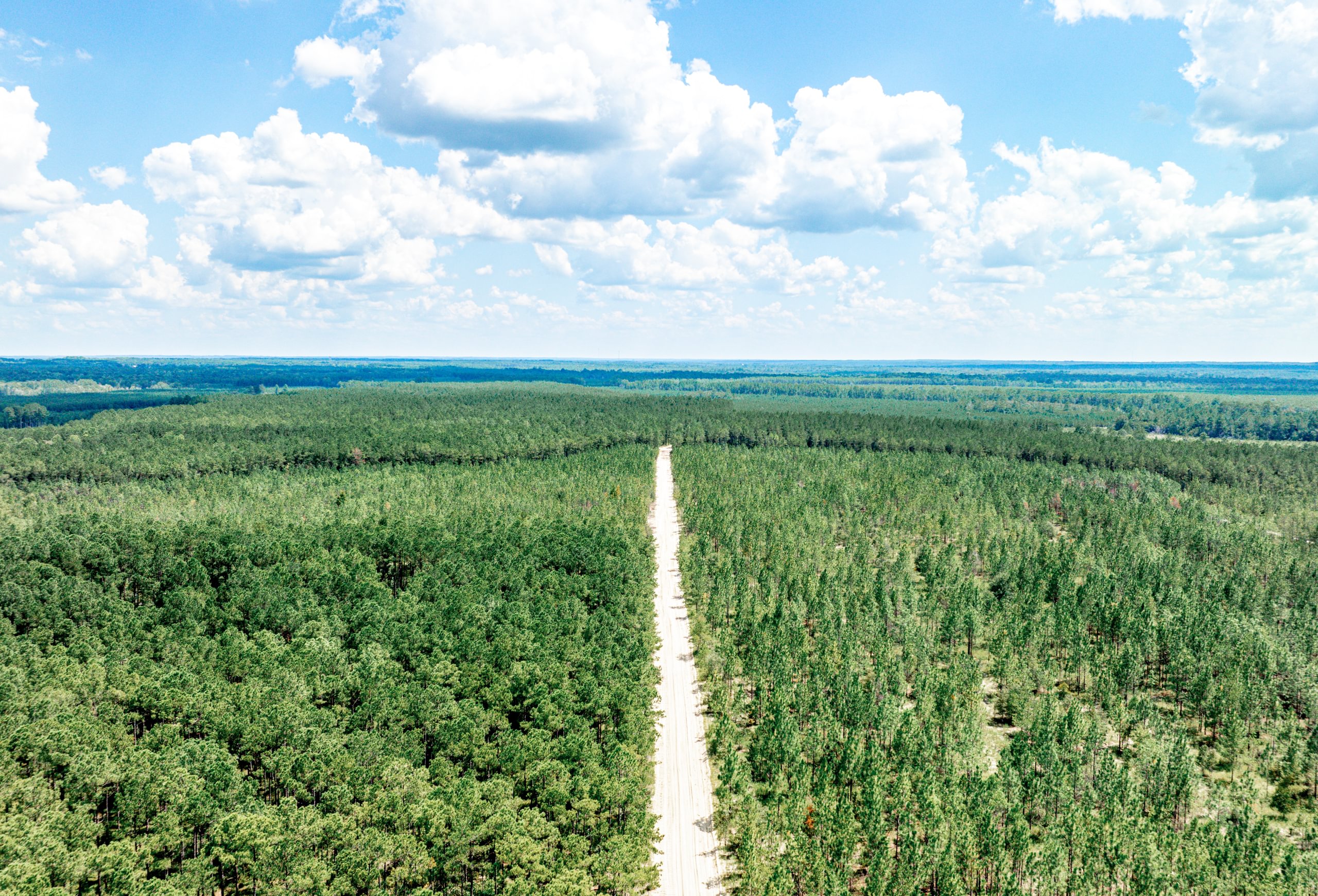 Aerial view of a dense planted pine stand on flat terrain, split by a straight sandy road under a partly cloudy summer sky.