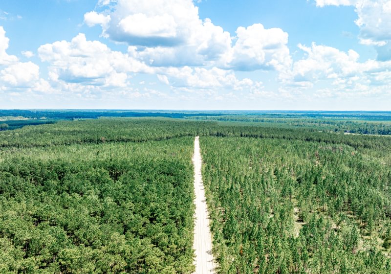 Aerial view of a dense planted pine stand on flat terrain, split by a straight sandy road under a partly cloudy summer sky.