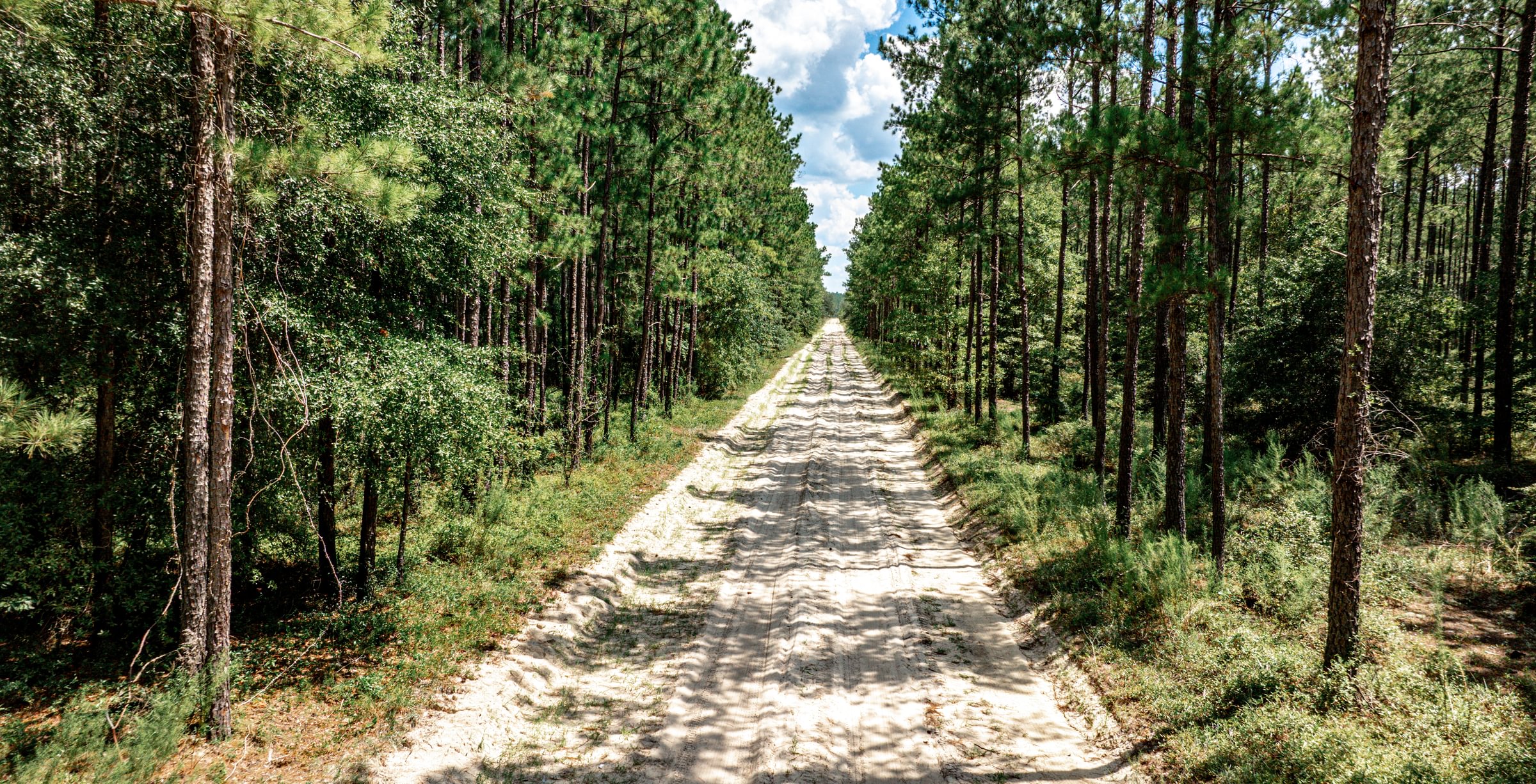 Straight sandy access road running through a mature planted pine stand with green understory under a partly cloudy summer sky.