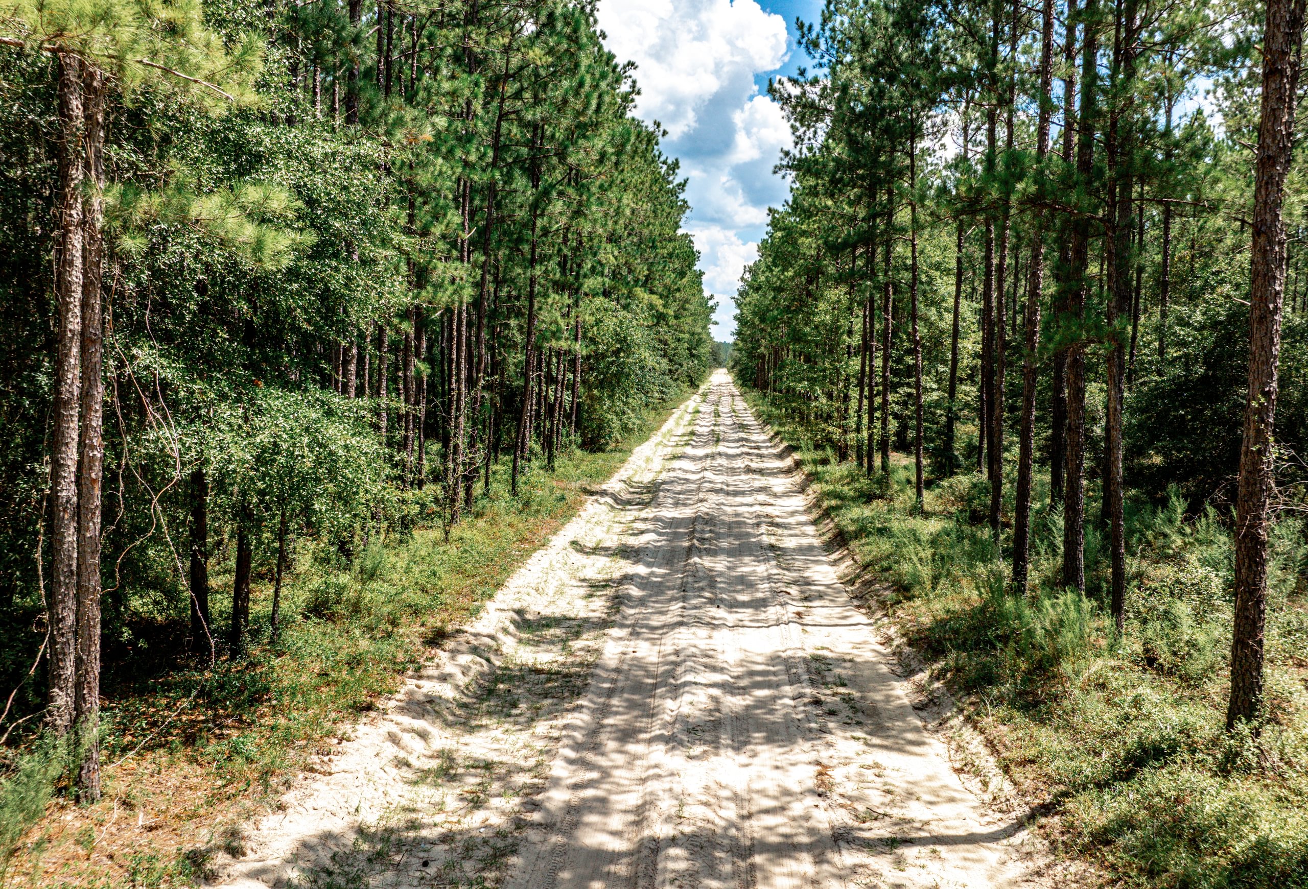 Straight sandy access road running through a mature planted pine stand with green understory under a partly cloudy summer sky.