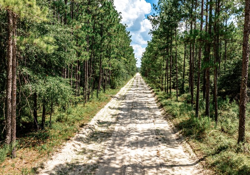 Straight sandy access road running through a mature planted pine stand with green understory under a partly cloudy summer sky.