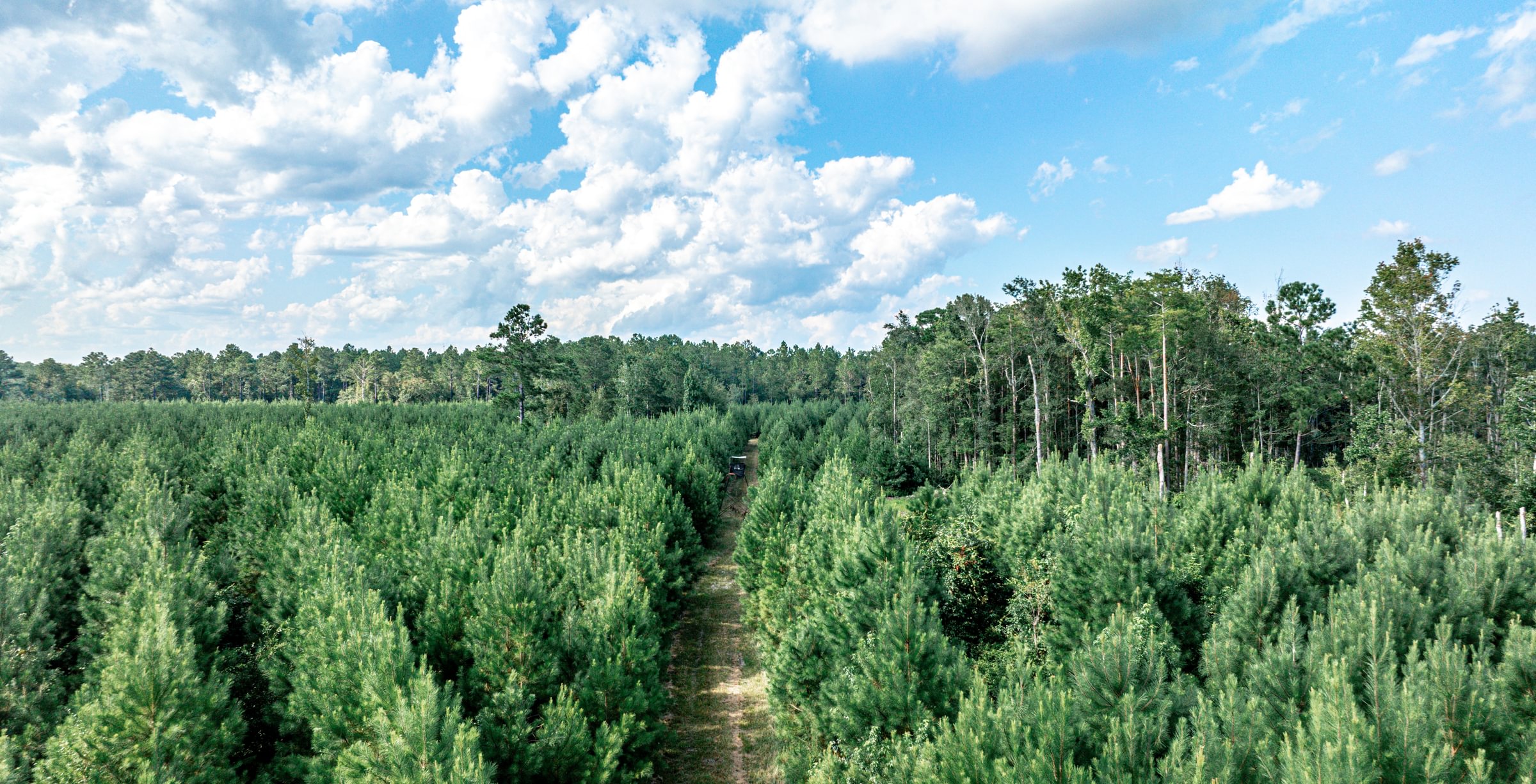 Aerial view of a dense young pine plantation split by a grass access lane, with taller mixed forest beyond under a blue, cloudy sky.