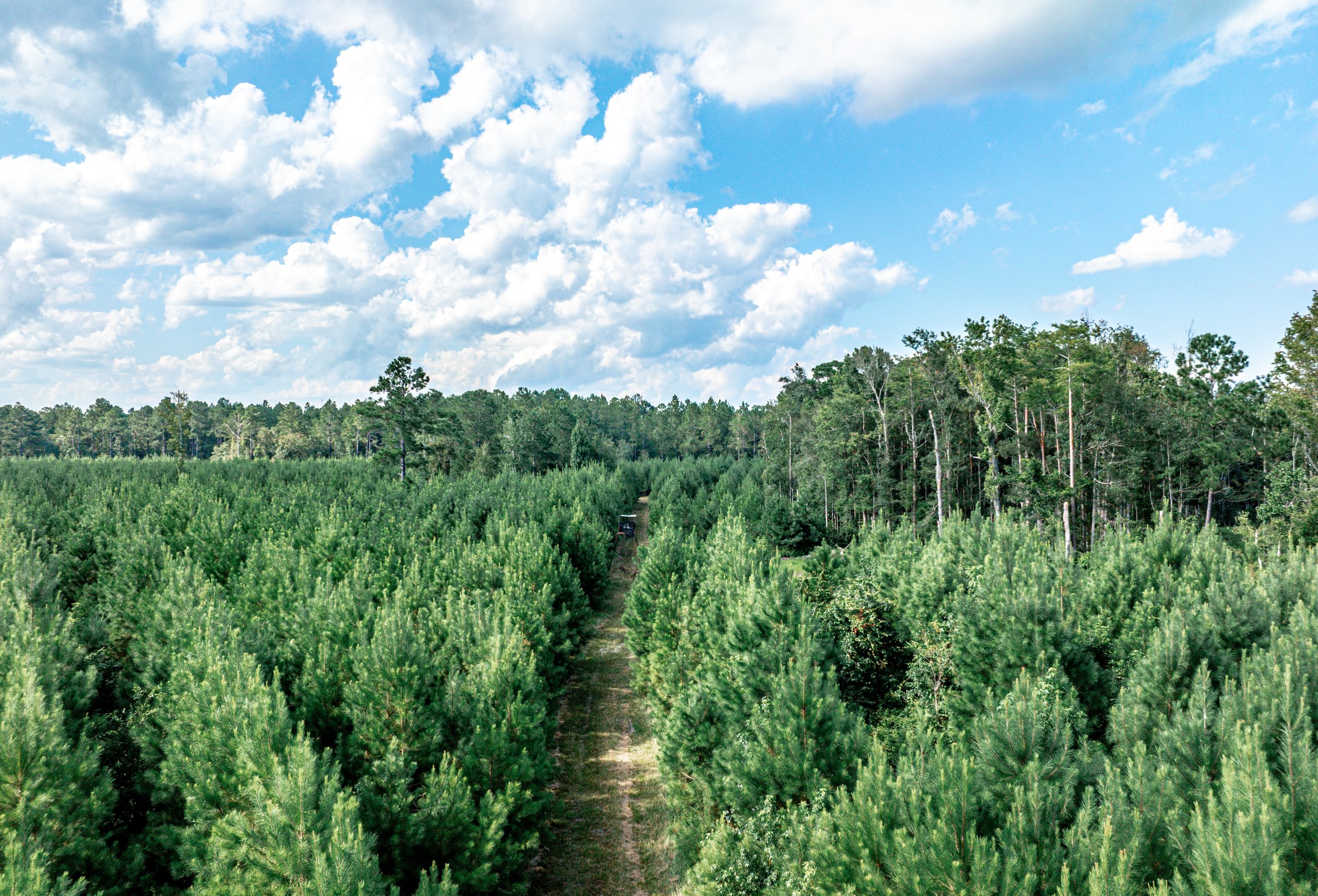 Aerial view of a dense young pine plantation split by a grass access lane, with taller mixed forest beyond under a blue, cloudy sky.
