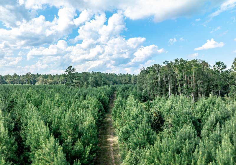 Aerial view of a dense young pine plantation split by a grass access lane, with taller mixed forest beyond under a blue, cloudy sky.