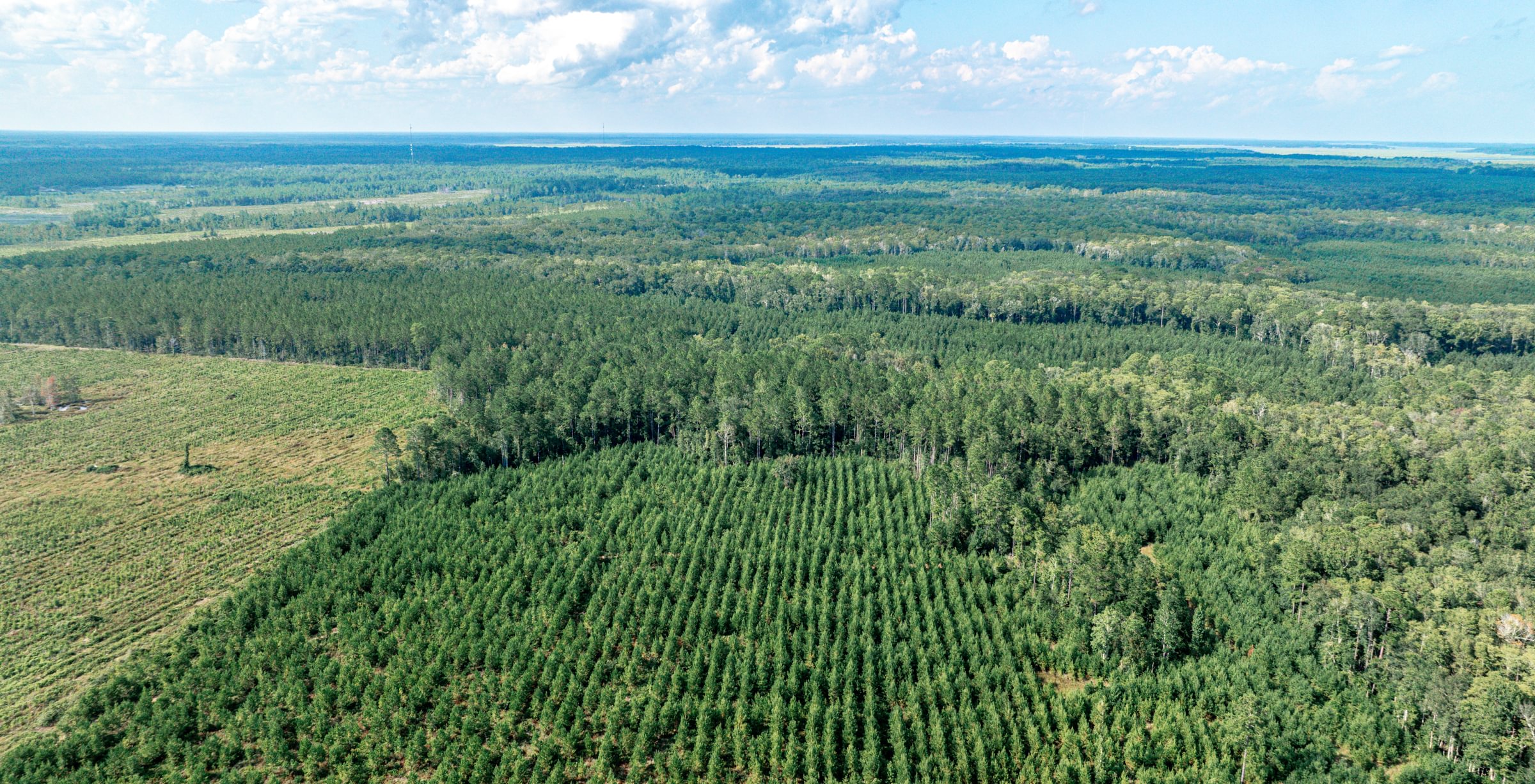Aerial view of young planted pine rows beside mature pine stands, a cleared cutover tract and flat forested land to the horizon