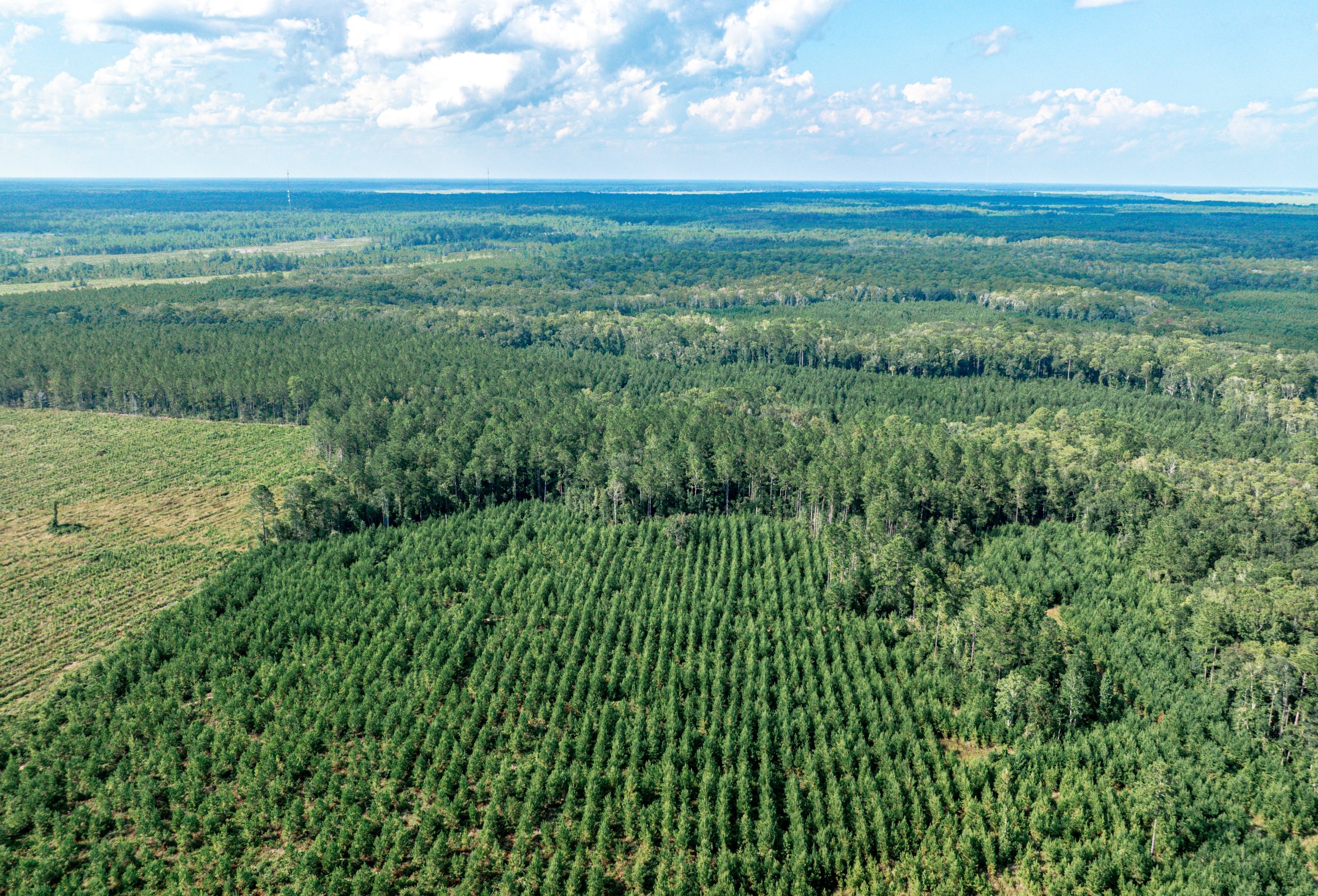 Aerial view of young planted pine rows beside mature pine stands, a cleared cutover tract and flat forested land to the horizon