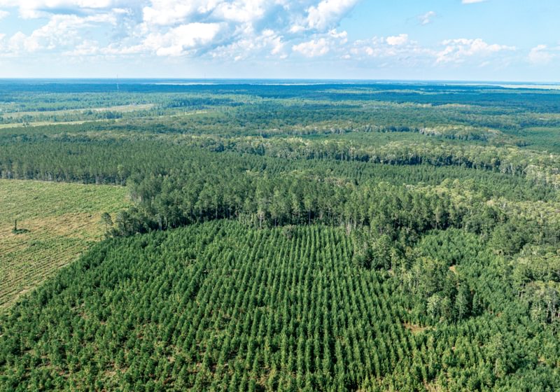 Aerial view of young planted pine rows beside mature pine stands, a cleared cutover tract and flat forested land to the horizon