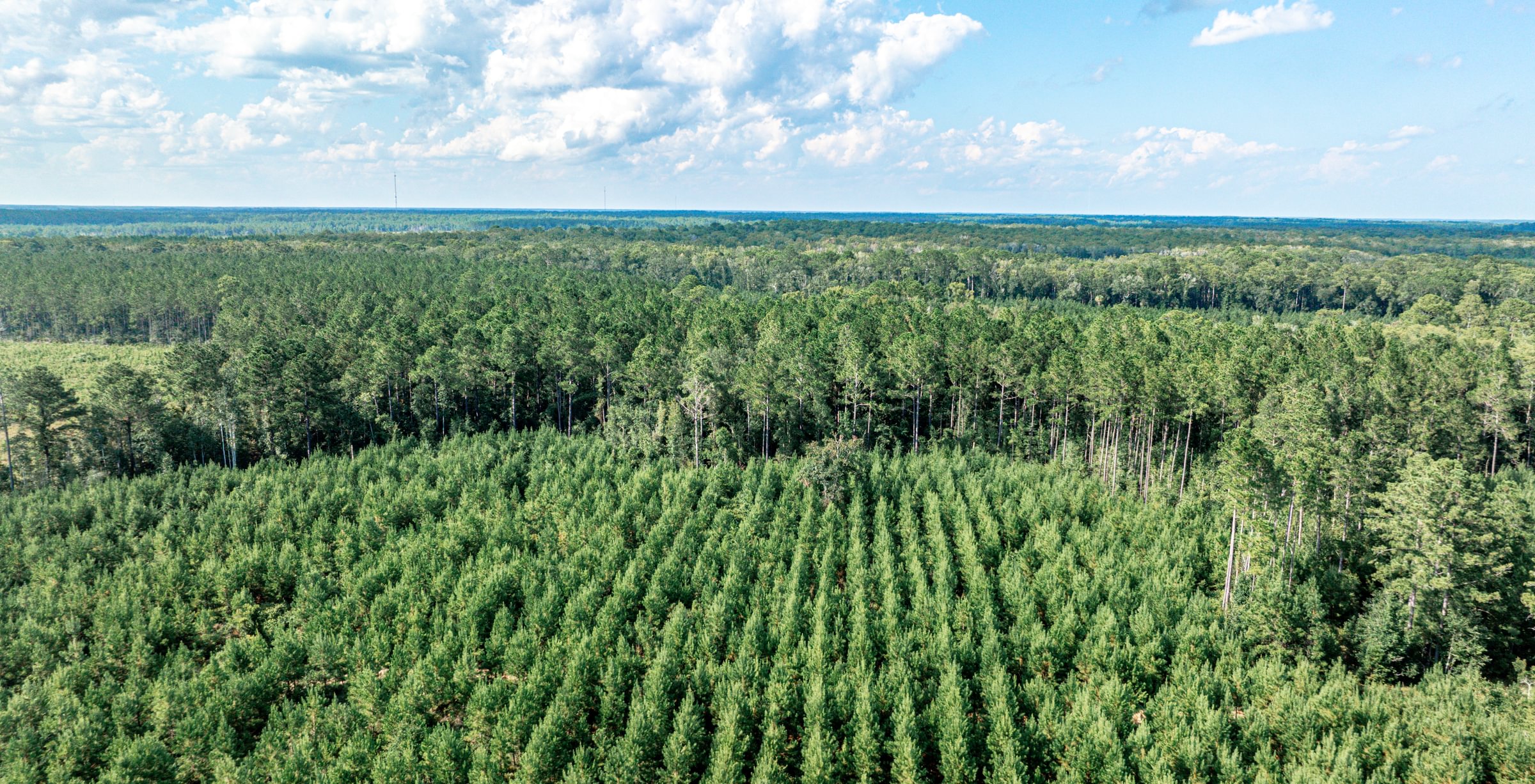 Aerial view of young pine plantation in planted rows bordered by mature pine timber on flat terrain under a partly cloudy sky